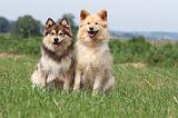 CHIEN FINNOIS DE LAPONIE 696